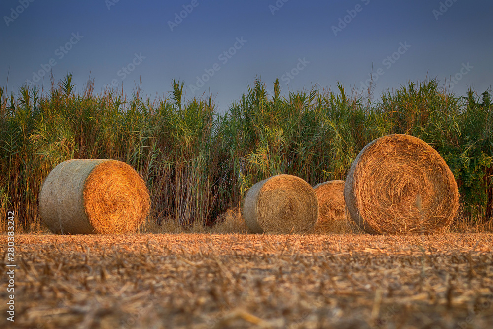 Autumn harvest. Round haystacks on the field