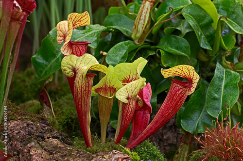 Close up of a Sarracenia, carnivorous plant growing in a conservantory photo