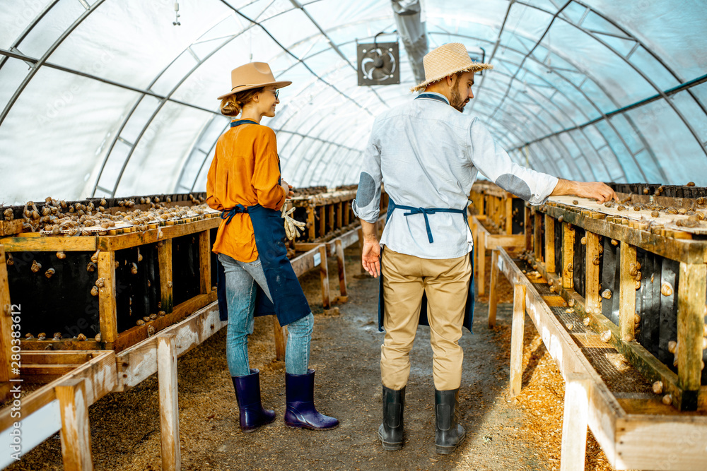 Two farmers examining snails growing process in the hothouse of the farm, rear view. Concept of farming snails for eating Two farmers examining snails growing process in the hothouse of the farm, rear view. Concept of farming snails for eating