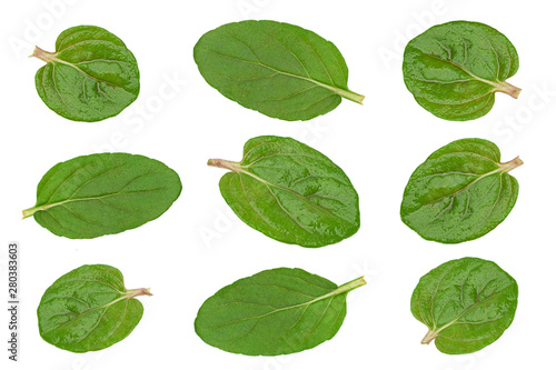 Small Peppermint leaf closeup collection