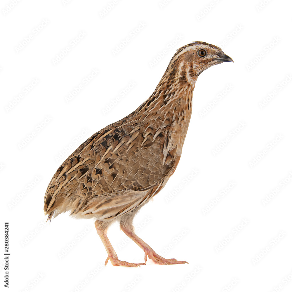 Wild quail, Coturnix coturnix, isolated on a white background Wild quail, Coturnix coturnix, isolated on a white background