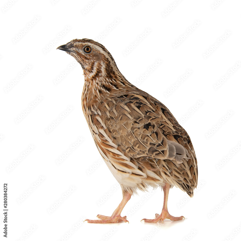 Wild quail, Coturnix coturnix, isolated on a white background Wild quail, Coturnix coturnix, isolated on a white background
