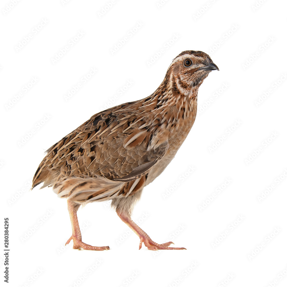 Wild quail, Coturnix coturnix, isolated on a white background Wild quail, Coturnix coturnix, isolated on a white background