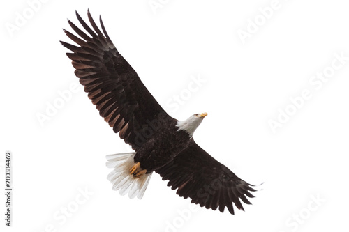Eagle Drifts Across the Sky