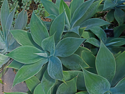 Agave attenuata growing in a conservatory with close up view