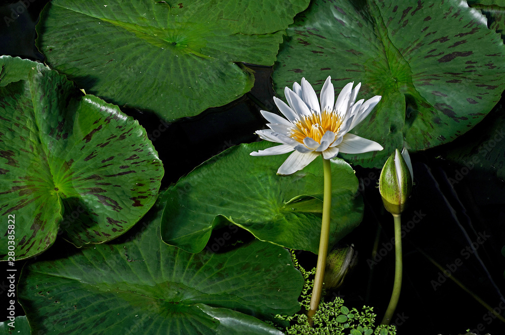 Close up of a flowering waterlily in a water garden Close up of a flowering waterlily in a water garden