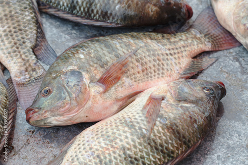 Fish Tilapia in the market