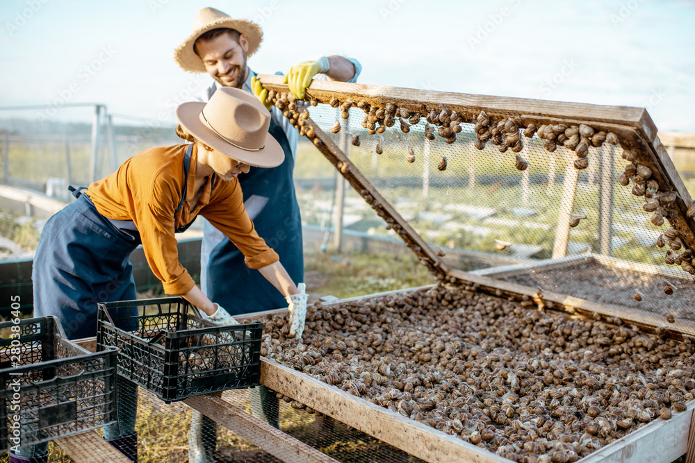 Two well-dressed farmers taking fresh snails from the nets for sell packing into the boxes on a farm outdoors. Concept of farming snails for eating