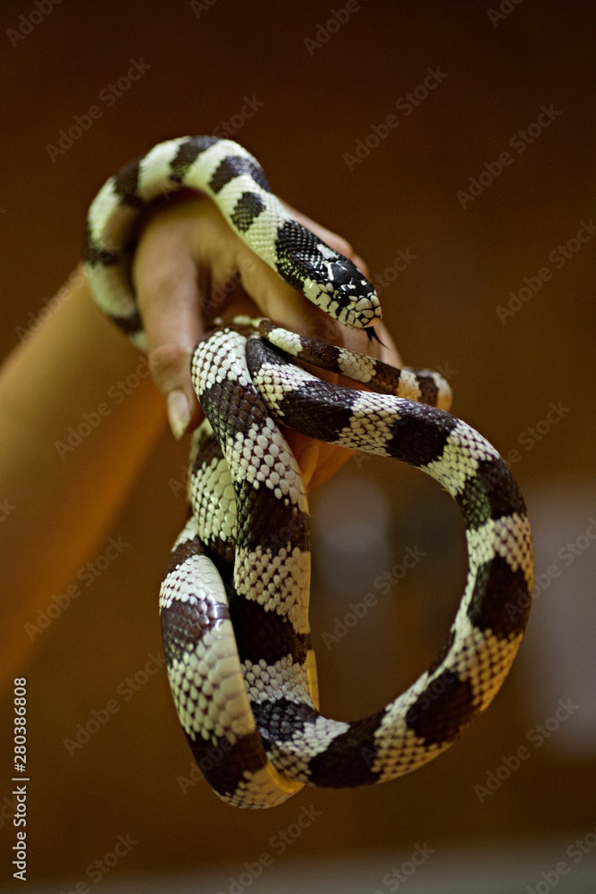 Naklejka premium Couleuvre noire et blanche