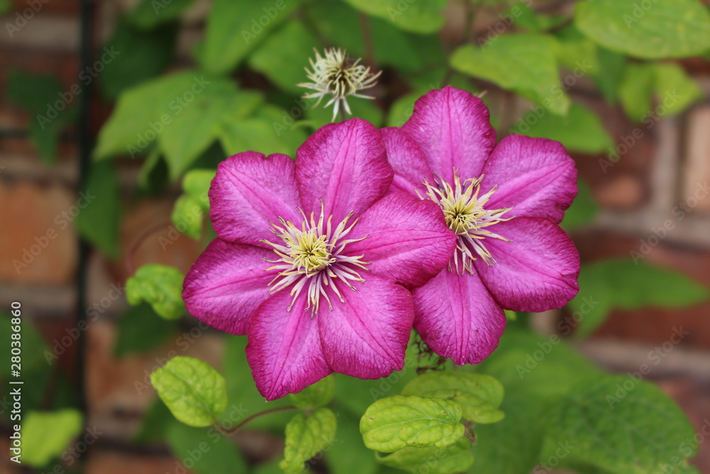 Clematis