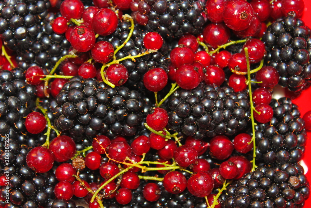 background of red berries background of red berries