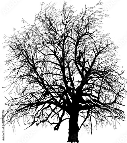 black bare isolated large oak tree