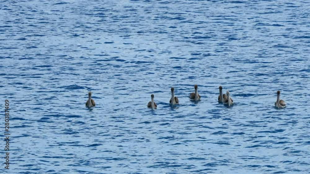 Wildlife with Pelican bird on Caribbean island of Curacao Wildlife with Pelican bird on Caribbean island of Curacao
