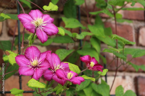 Clematis