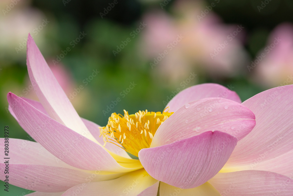 Lotus Lotus