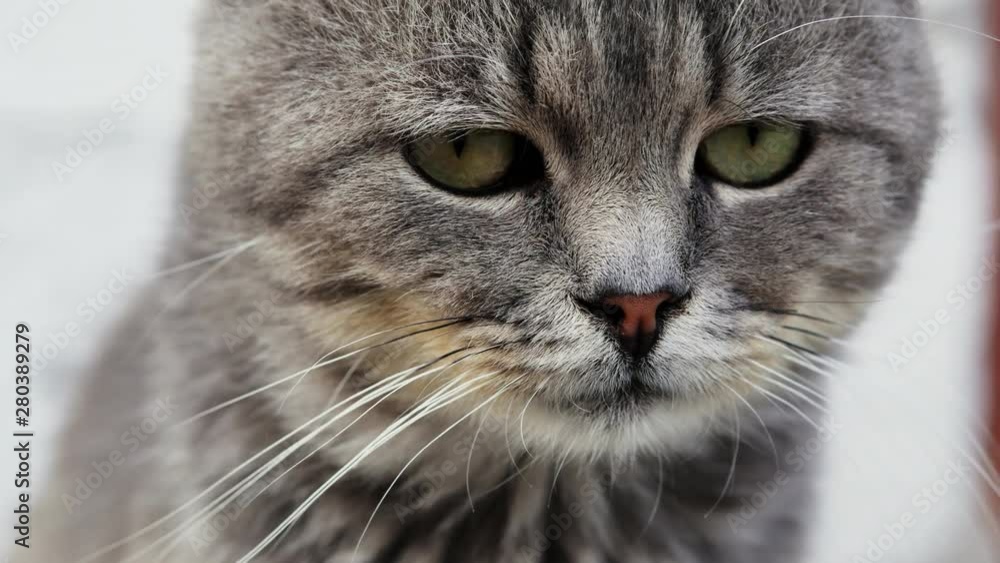 Close-up portrait of a beautiful serious purebred gray cat looking at camera. Close-up portrait of a beautiful serious purebred gray cat looking at camera.