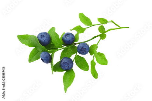 Carta da parati Frash blueberry branch isolated on white background