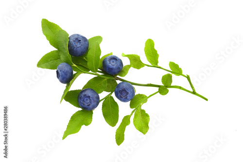 Canvastavla Frash blueberry branch isolated on white background