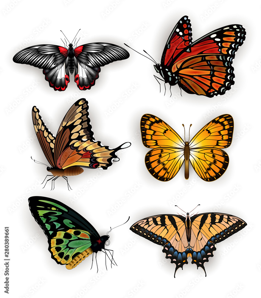 Naklejka premium Colorful butterfly collection