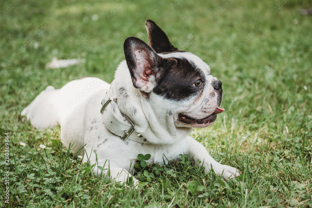 french buldog black and white pet dog in summer on a green grass in heat french buldog black and white pet dog in summer on a green grass in heat