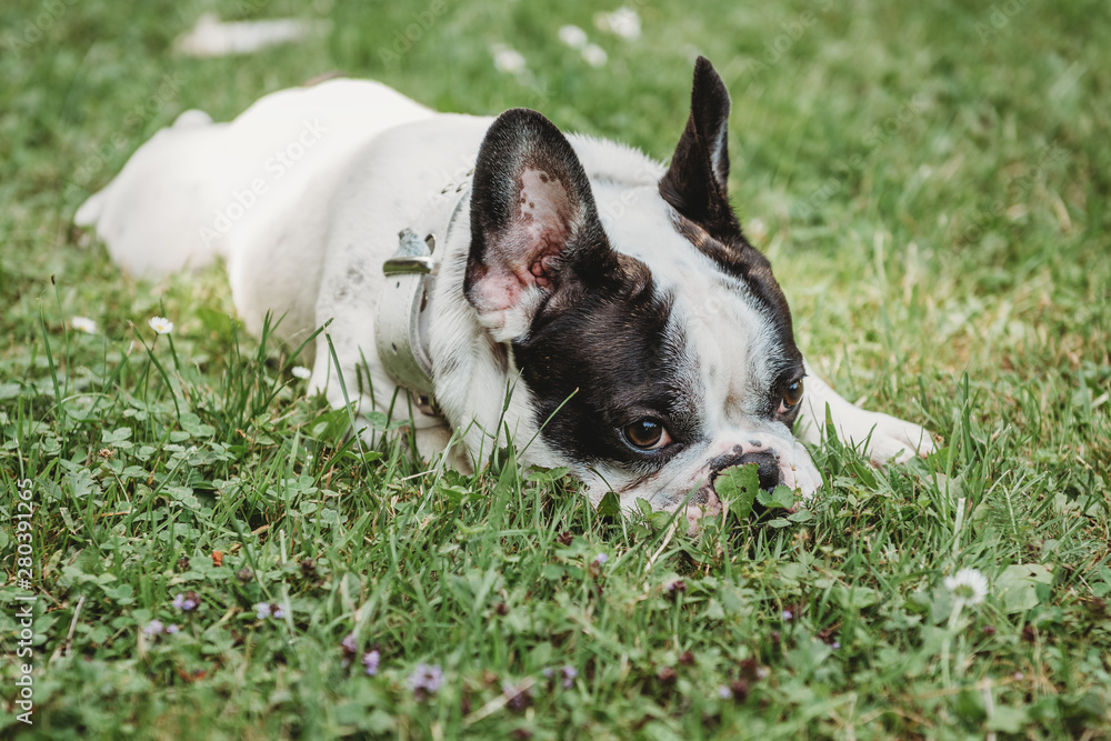 french buldog black and white pet dog french buldog black and white pet dog