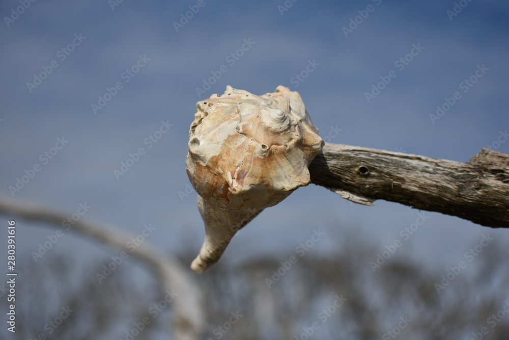 Fototapeta premium Seashell on branch