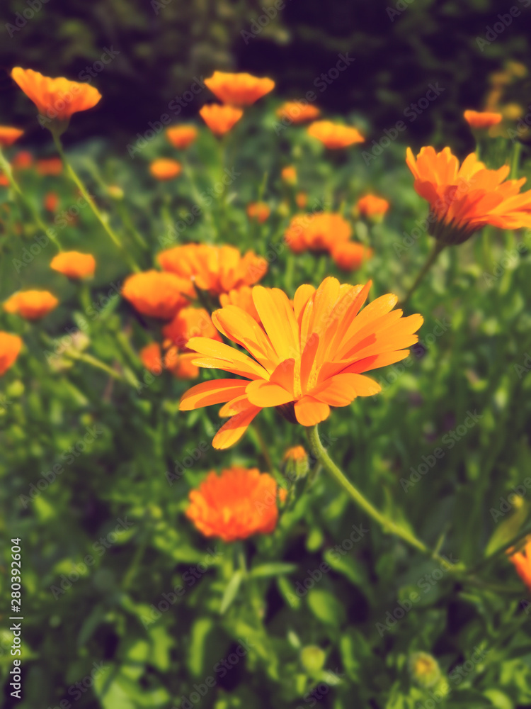 Close up of a field full of orange calendula flowers