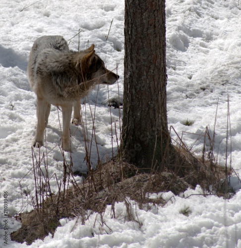 Loup arctique en Laponie, Finlande photo