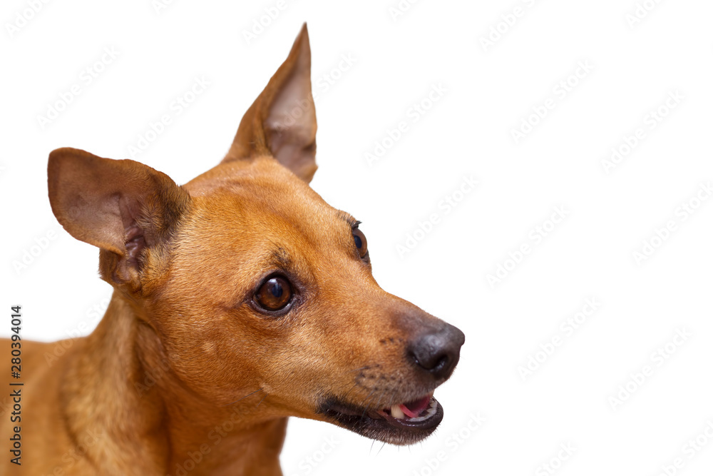 Young dog of the Zwergpinscher breed. Isolated on white background. Focus concept. Copy space.