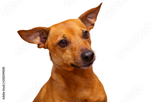Young dog of the Zwergpinscher breed. Isolated on white background. Focus concept. Copy space.