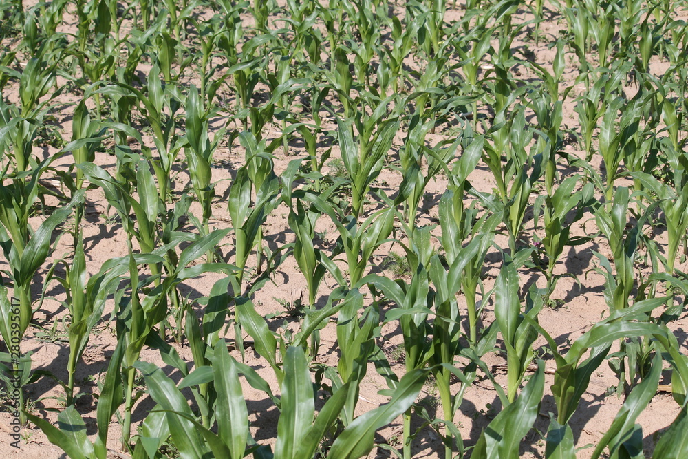 Fototapeta premium Young maize plants with green leaves on agricultural field. June, Belarus