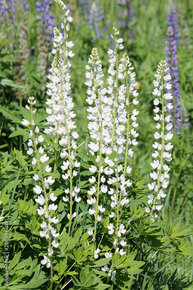 Large-leaved lupine (Lupinus polyphyllus f. albus) with white flowers. June, Belarus