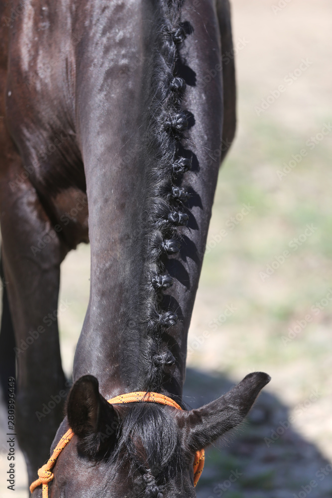 Neck of a sport horse in dressage