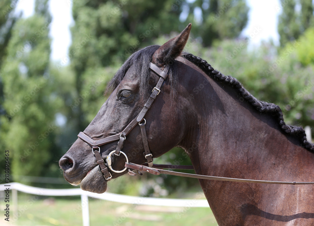 Fototapeta premium Neck of a sport horse in dressage