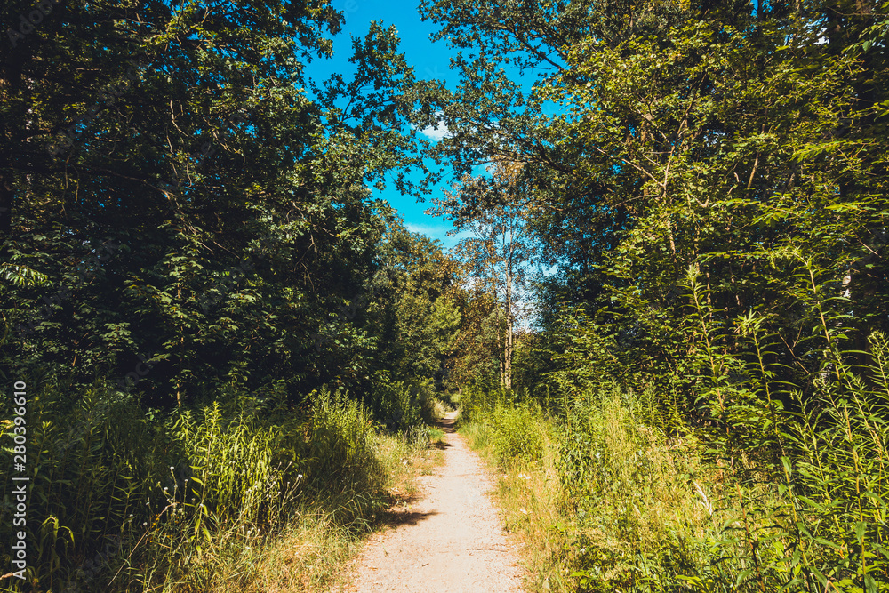 Fototapeta premium lone path in the forest