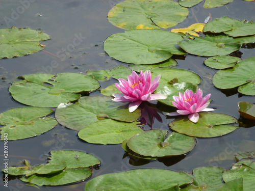 Colorful lotuses on the water surface