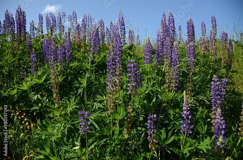A blue flowering lupine or lupine plant, Blue flowers 