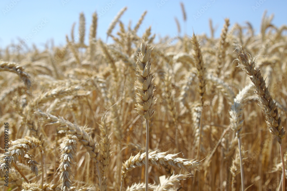 Fototapeta premium Weizenfeld