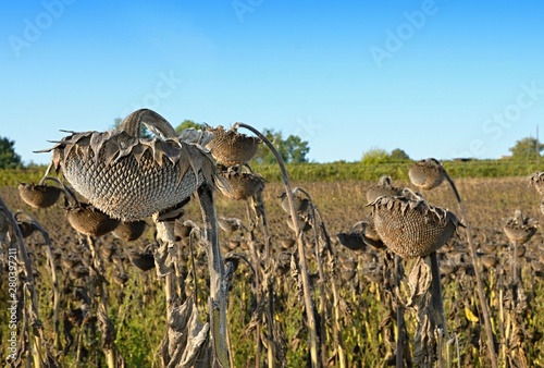 Detail of ripe and dried sunflowers, Fruits, head, flower, seeds, food, crop, plant, ripe, cultivation, detail, asteraceae, angiosperm, higher dicotyledon, leaves, stem,