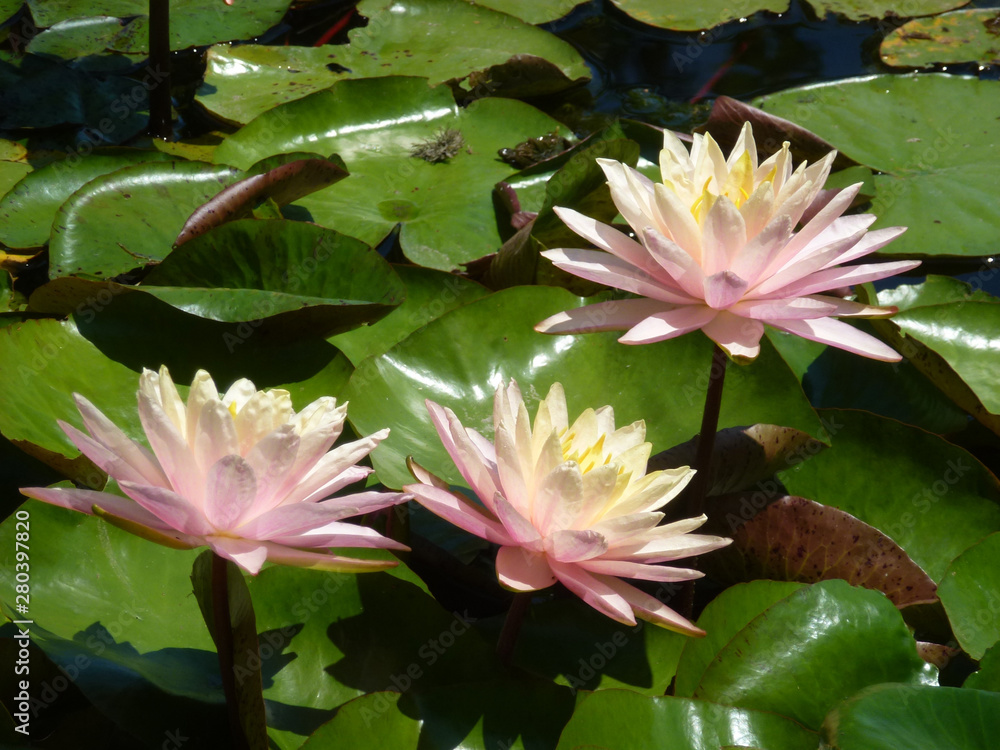 Pink lotuses on the water surface Pink lotuses on the water surface