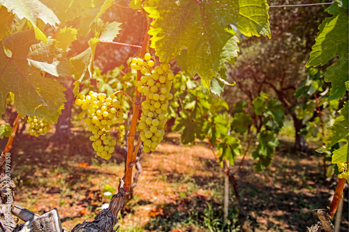 Beautiful grape shrub in the sunlight view. photo