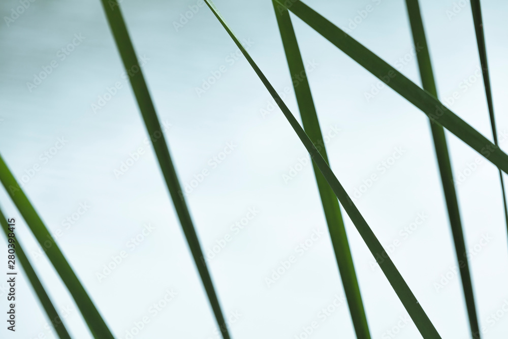 Fototapeta premium Abstract natural photo with green grass