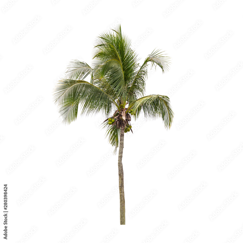 Obraz premium Coconut palm tree photo isolated on white
