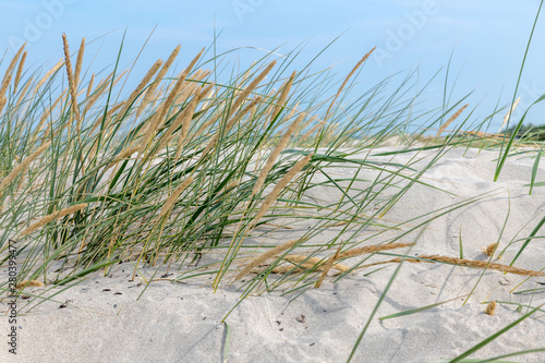 German Baltic Sea coast with sand dunes  grass  water and sky