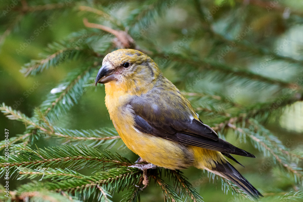 Fototapeta premium Fichtenkreuzschnabel