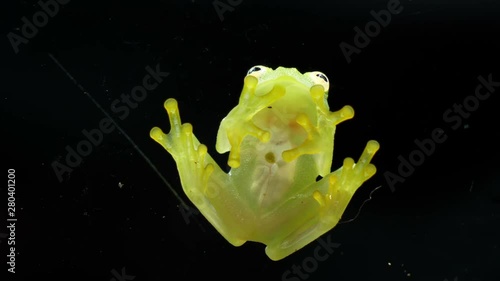 Fleischmann's glass frog body anatomy bottom view.  Hyalinobatrachium fleischmanni, the Fleischmann's glass frog or northern glass frog, is a species of frog in the family Centrolenidae.
