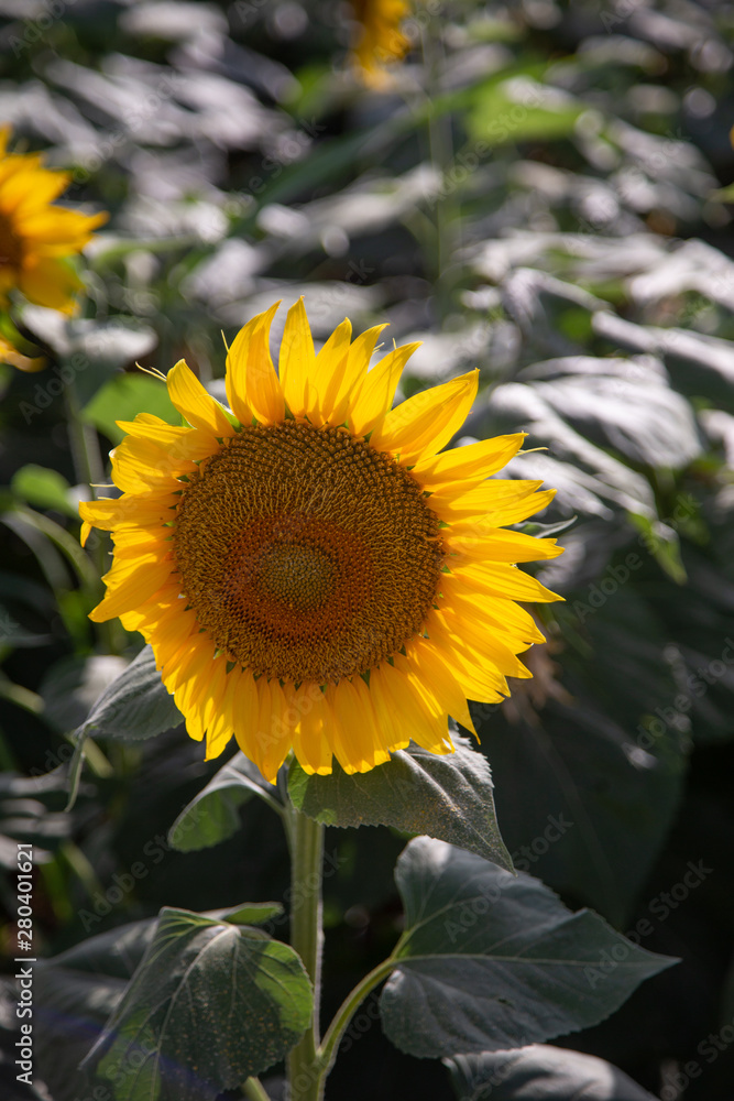 Naklejka premium beautiful sunflowers field in zaragoza spain sunflowers field