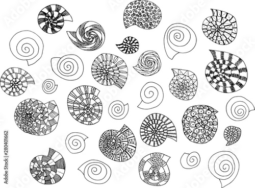 Set of black&white sea shells drawing in sketch style. Line-art. Hand drawn. Big size. High resolutions. Isolated on white background