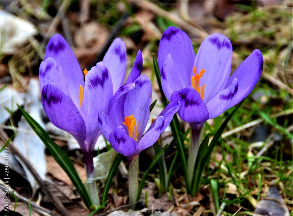 close up with crocuses in the forest close up with crocuses in the forest