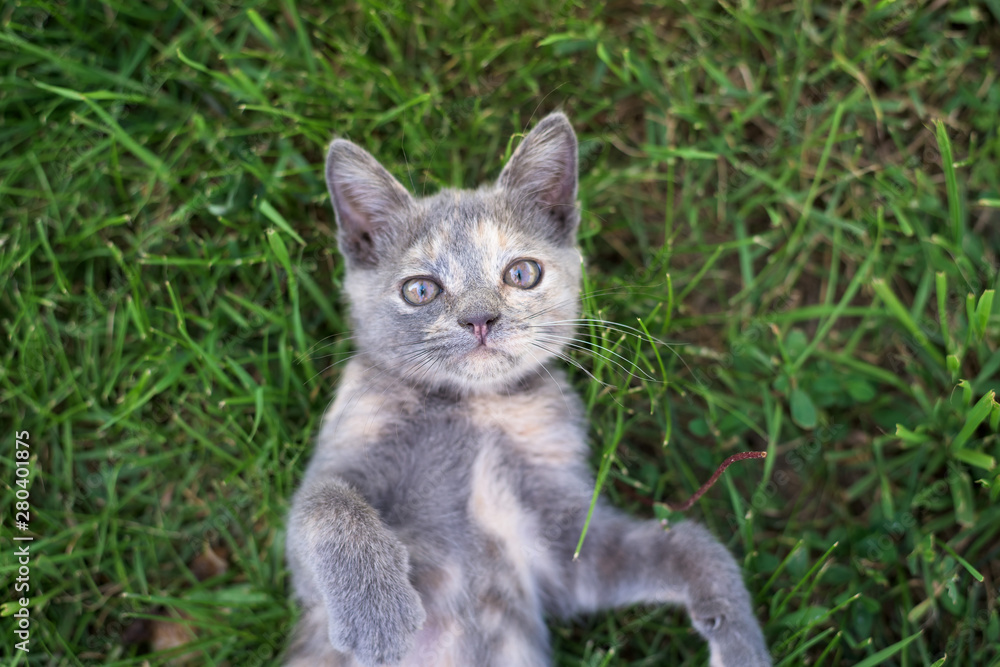 little kitten lying in the grass on the lawn. playing with grass. close-up top view